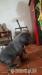 American Bully - Prodej