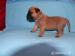 bulmastif bullmastif bulmastiff - Prodej