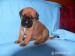 bulmastif bullmastif bulmastiff - Prodej