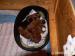 bulmastif bullmastif bulmastiff - Prodej
