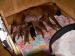bulmastif bullmastif bulmastiff - Prodej