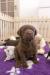 Fenky Labradorského retrievera s PP - Prodej
