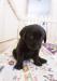 Fenky Labradorského retrievera s PP - Prodej