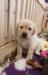 Fenky Labradorského retrievera s PP - Prodej