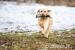 Labrador retriever žlutý s PP(pejsci i fenky) - Prodej