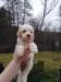 Lagotto Romagnolo - Prodej