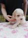 Lagotto Romagnolo - Prodej