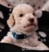 Lagotto Romagnolo - Prodej