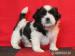Shih-tzu štěňátka s PP - Prodej