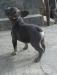 francusky buldog  - Predaj