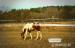 American Paint Horse žrebček - Predaj
