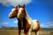 American Paint Horse žrebček - Predaj