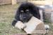 Tibetská doga - šteniatka zo zahraničného krytia - Predaj