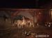 Lama guanako - Prodej