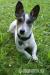 Nový domov pro Jack Russel Teriera - Darování