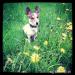 Nový domov pro Jack Russel Teriera - Darování