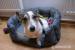 Nový domov pro Jack Russel Teriera - Darování
