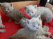 Koťátka britská modrá krátkosrstá - Prodej