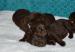Labrador retriever čokoládové šteniatka s rodokmeň - Predaj