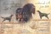 Gordonsetr – štěňata (Gordonsetter) - Prodej