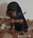 Gordonsetr – štěňata (Gordonsetter) - Prodej