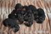 Gordonsetr – štěňata (Gordonsetter) - Prodej