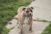 American Bully - Predaj