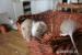 Osmák degu sand/white - Prodej