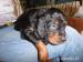 Gordonsetr – štěňata (Gordonsetter) - Prodej
