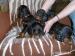 Gordonsetr – štěňata (Gordonsetter) - Prodej