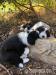 Bearded collie - Prodej
