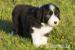 Bearded collie - Prodej