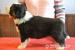 Bearded collie - Prodej
