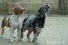 Louisiansky leopardi pes s PP Catahoula - Prodej