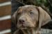 Louisiansky leopardi pes s PP Catahoula - Prodej