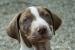 Louisiansky leopardi pes s PP Catahoula - Prodej