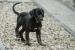 Louisiansky leopardi pes s PP Catahoula - Prodej
