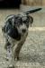 Louisiansky leopardi pes s PP Catahoula - Prodej