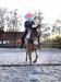 50% APH (american paint horse)  - Prodej