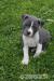 Amstaff - Predaj