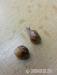 Achatina reticulata - Prodej