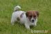 Jack Russell teriér s PP - super cena - Prodej