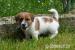 Jack Russell teriér s PP - super cena - Prodej