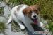 Jack Russell teriér s PP - super cena - Prodej