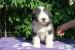 Bearded collie - Prodej