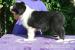 Bearded collie - Prodej