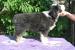 Bearded collie - Prodej