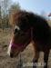 Hřebec WPB, pony - Prodej