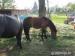 Hřebec WPB, pony - Prodej