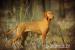 Maďarský ohař krátkosrstý - štěňata Vizsla - Prodej